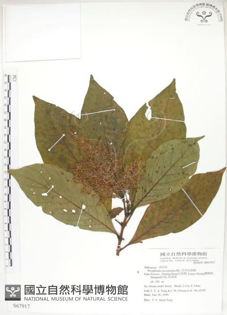 呂宋水錦樹藏品圖，第1張