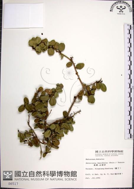 烏柑仔藏品圖，第1張