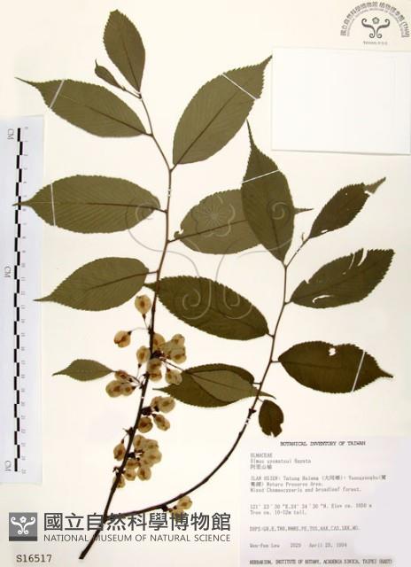 阿里山榆藏品圖，第1張