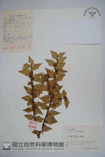 貓兒刺藏品圖，第1張