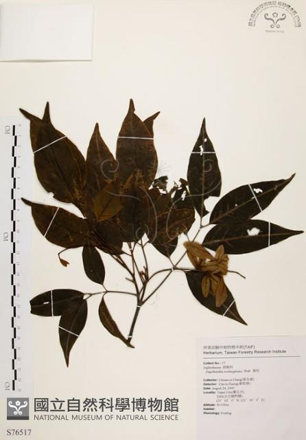 黃杞藏品圖，第1張