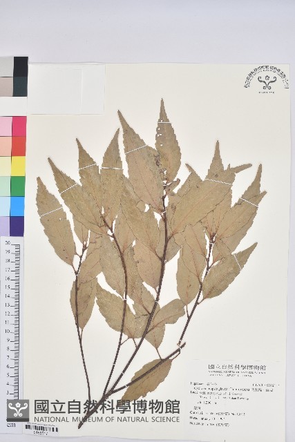 青剛櫟、鐵椆藏品圖，第1張