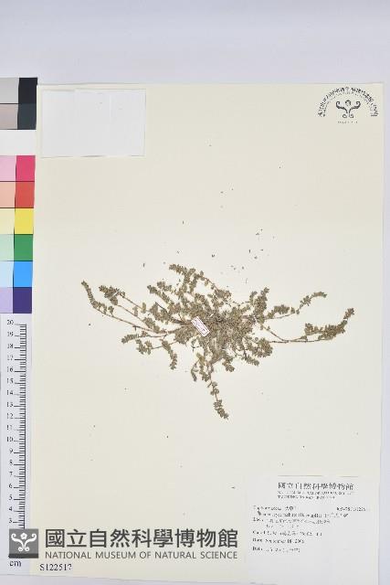 田代氏大戟藏品圖，第1張