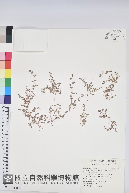 小葉大戟藏品圖，第1張