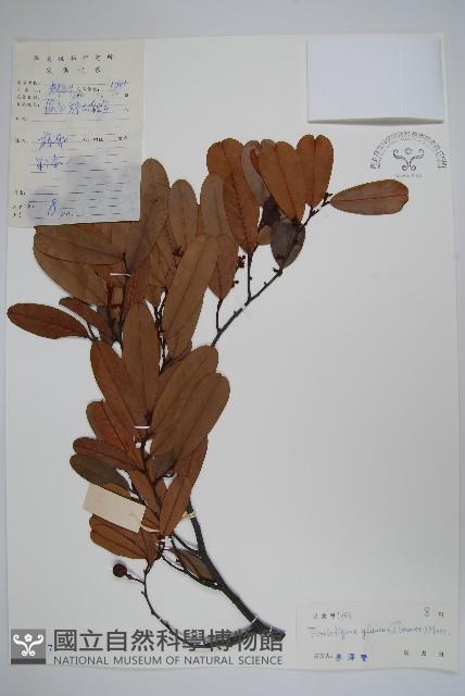 裏白瓜馥木藏品圖，第1張