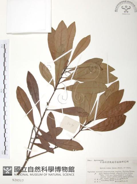 楊梅藏品圖，第1張