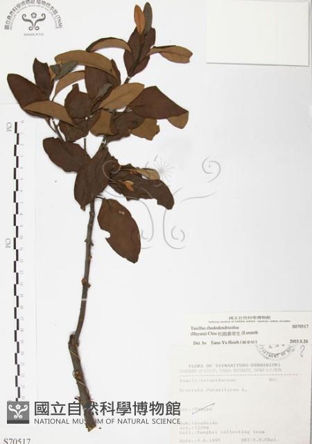 杜鵑桑寄生藏品圖，第1張