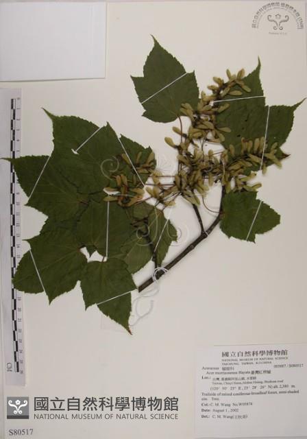 臺灣紅榨槭藏品圖，第1張