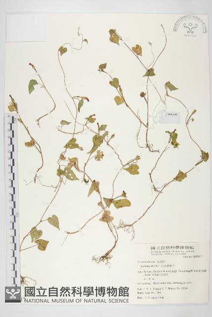 紅花野牽牛藏品圖，第1張