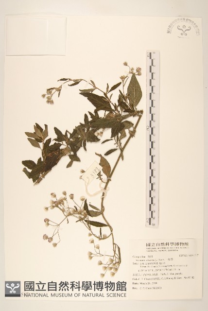 一枝香藏品圖，第1張