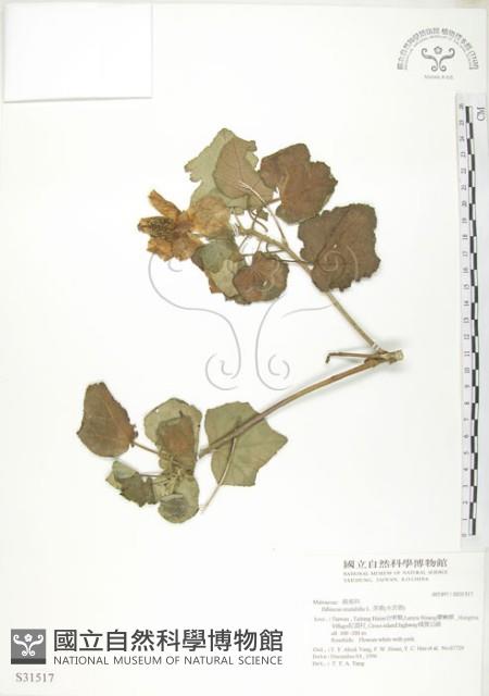 山芙蓉、臺灣山芙蓉、狗頭芙蓉藏品圖，第1張