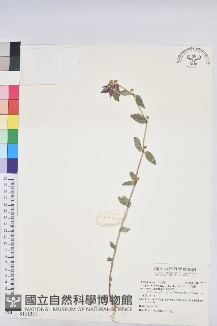 乳仔草、大飛揚藏品圖，第1張