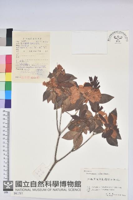 馬銀花藏品圖，第1張