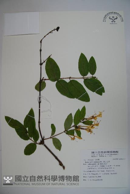 裡白忍冬、紅腺忍冬藏品圖，第1張