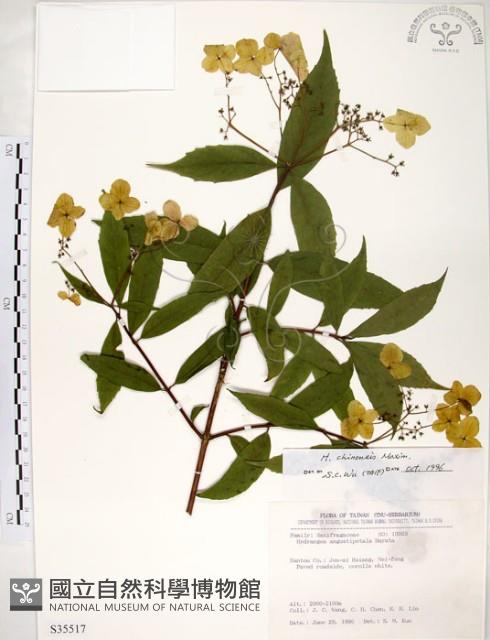 華八仙藏品圖，第1張