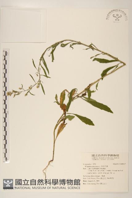 加拿大蓬藏品圖，第1張