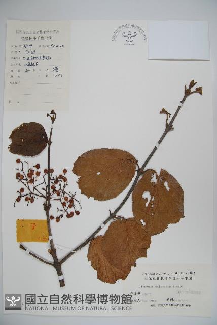 莢迷藏品圖，第1張