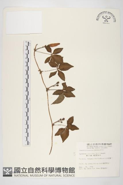 番仔藤藏品圖，第1張