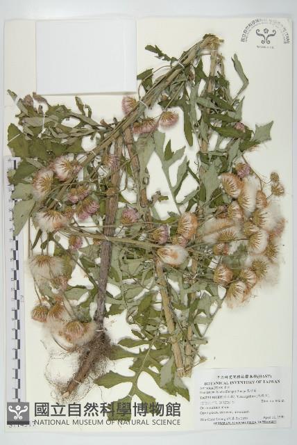 泥胡菜藏品圖，第1張