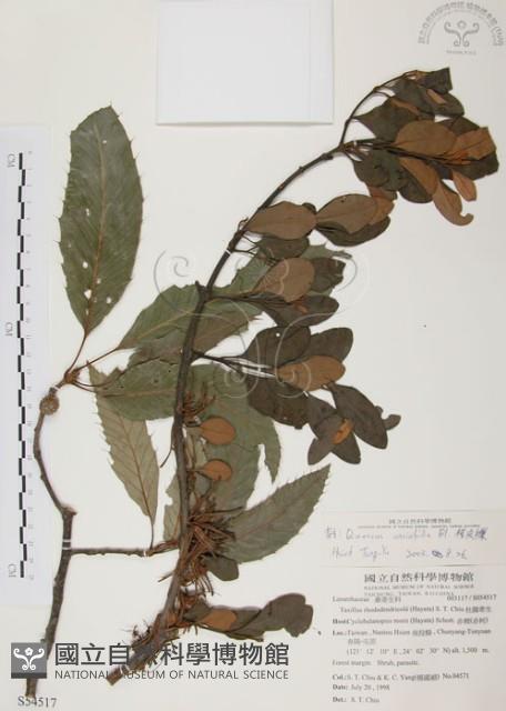 杜鵑桑寄生藏品圖，第1張