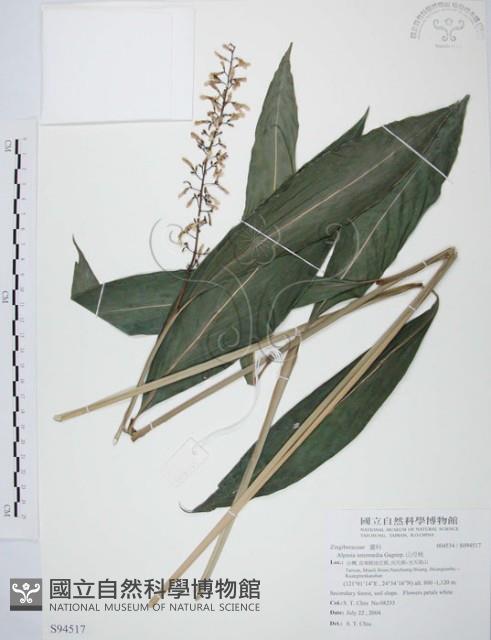 山月桃藏品圖，第1張