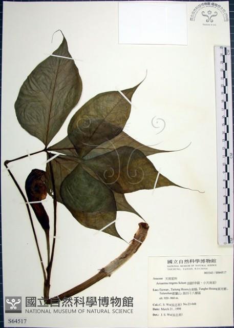 申跋、油跋、小天南星藏品圖，第1張