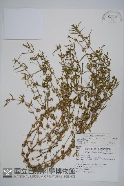 蓮子草藏品圖，第1張