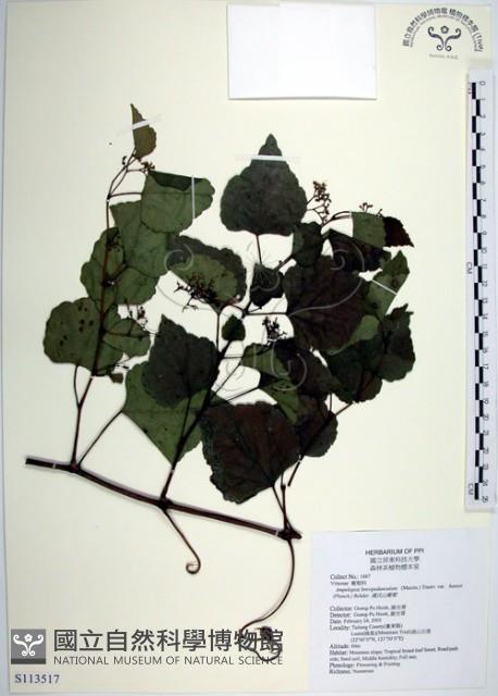 漢氏山葡萄藏品圖，第1張