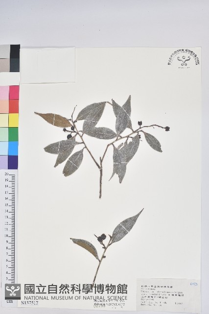 珍珠花、長尾葉越橘藏品圖，第1張