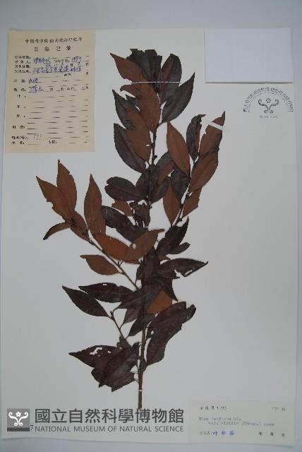 亮葉冬青藏品圖，第1張