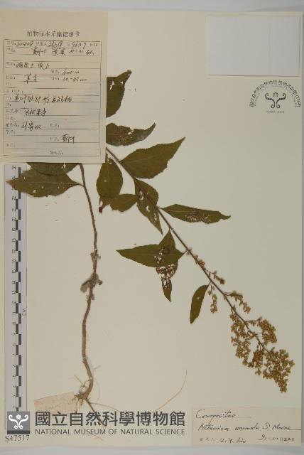 珍珠蒿、奇蒿藏品圖，第1張