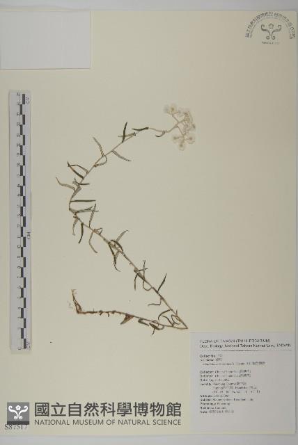 玉山抱莖籟簫藏品圖，第1張