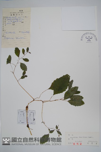 東北鳳仙花藏品圖，第1張