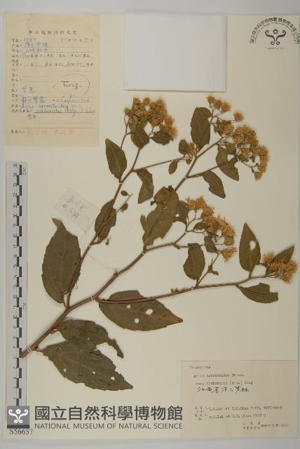 微糙三脈紫菀藏品圖，第1張