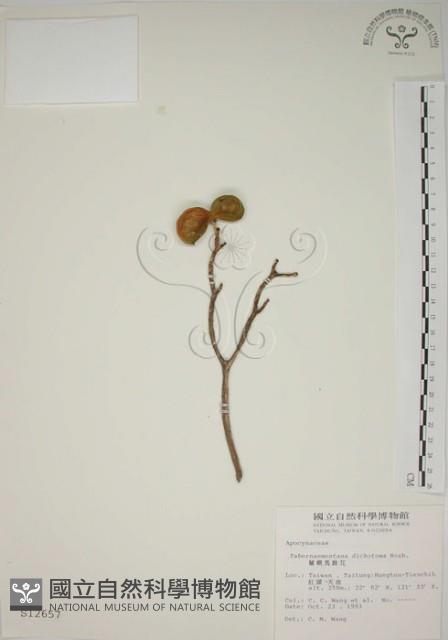 蘭嶼馬蹄花藏品圖，第1張