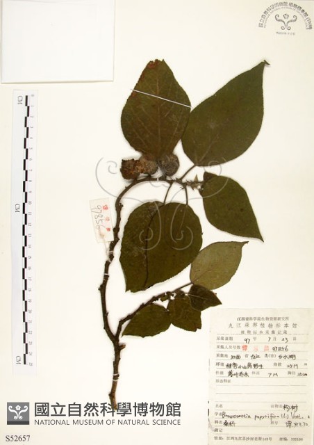 構樹藏品圖，第1張