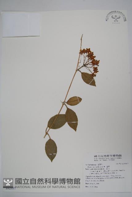 毬蘭藏品圖，第1張