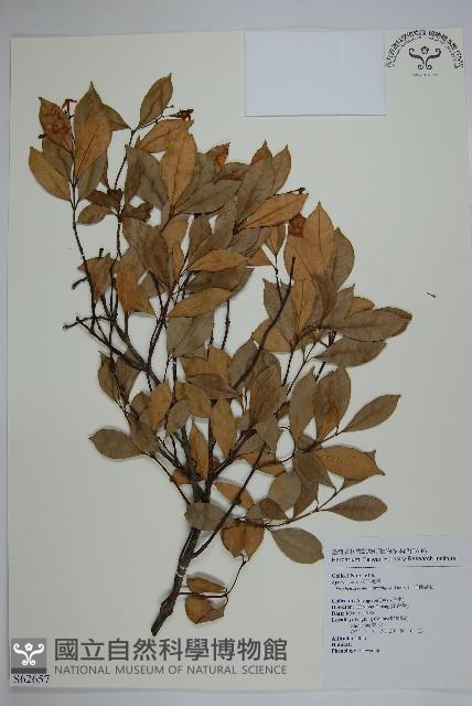 細梗絡石藏品圖，第1張