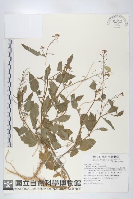 葶藶藏品圖，第1張