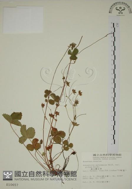 登錄號:S010657藏品圖，第1張