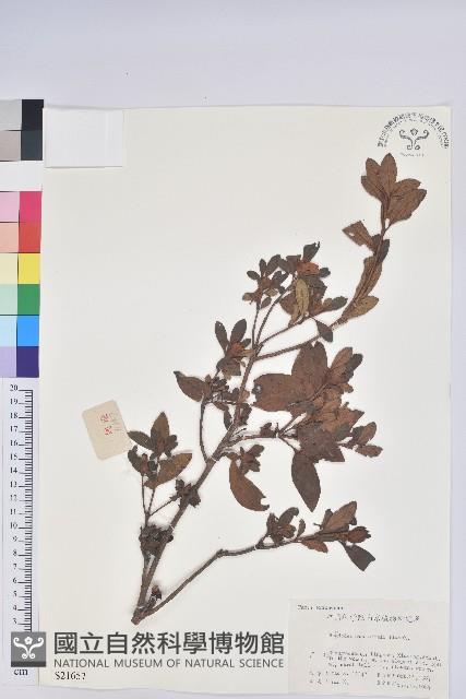 唐杜鵑、大屯杜鵑、中原氏杜鵑藏品圖，第1張