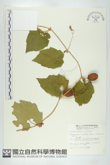 青牛膽藏品圖，第1張