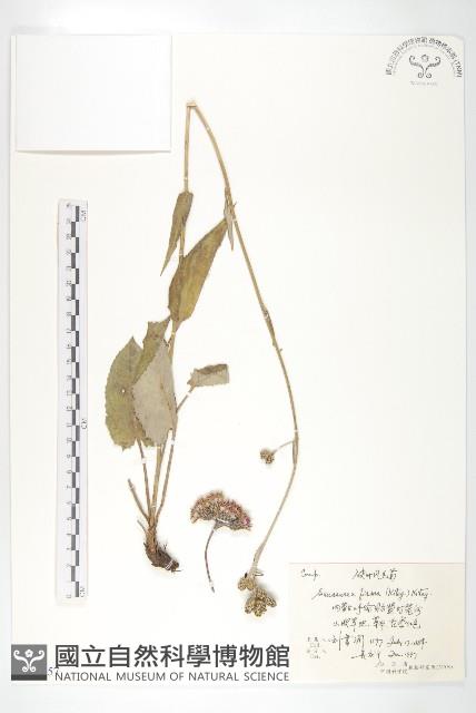 硬葉鳳毛菊藏品圖，第1張