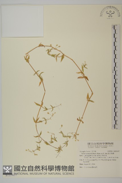 疏花繁縷藏品圖，第1張