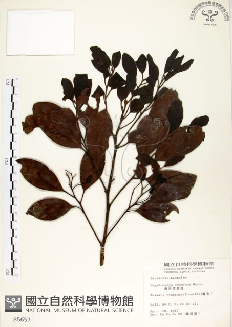 海南厚殼桂、土楠藏品圖，第1張