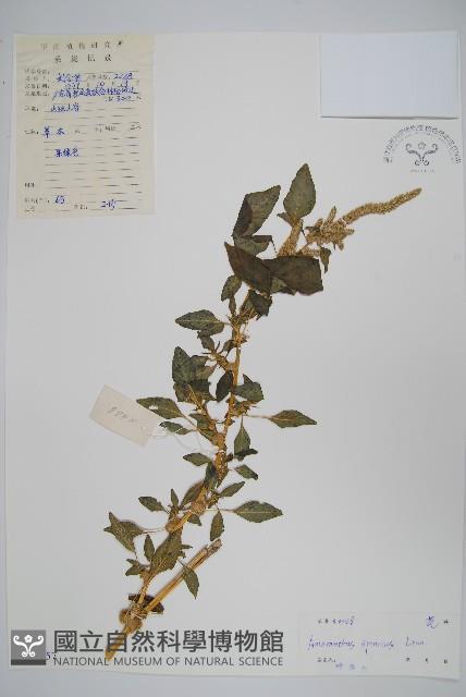 刺莧藏品圖，第1張