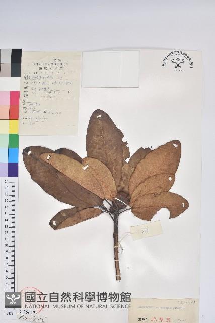 Accession Number:S175657 Collection Image
