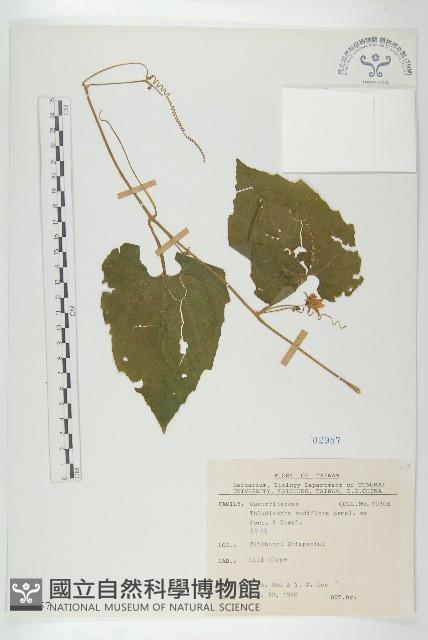 青牛膽藏品圖，第1張