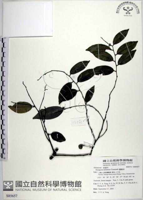 蘭嶼柿藏品圖，第1張