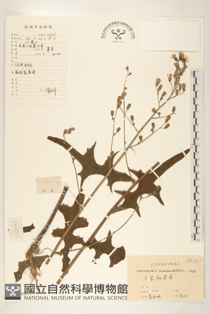 多裂翅果菊藏品圖，第1張